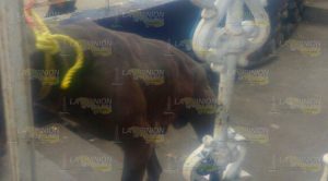 Muere niña de 3 años por mordida de un bull Terrier Muere Niña Mordida Bull Terrier
