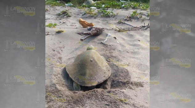 Se redujo la depredación de tortugas Redujo Depredación Tortugas