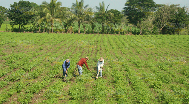 ¡Urge apoyo al agro! Urge Apoyo Agro