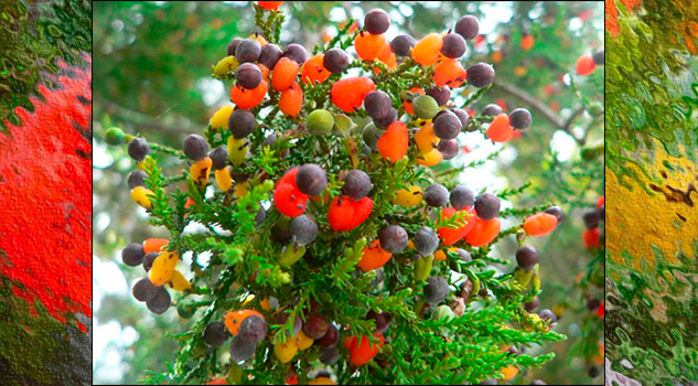 La magia de este árbol dejó a más de uno sorprendido