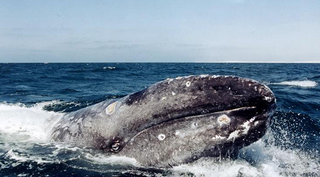 El Pacífico recibe las primeras ballenas de la temporada