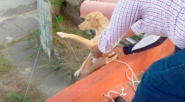 Afirma Fiscalía que sí acudieron al rescate de perros en fraccionamiento de Veracruz