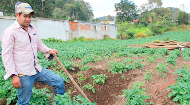 Siembran papa en Jilotepec para no perder cosecha