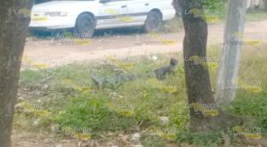 ¡Lo asesinan a navajazos!
