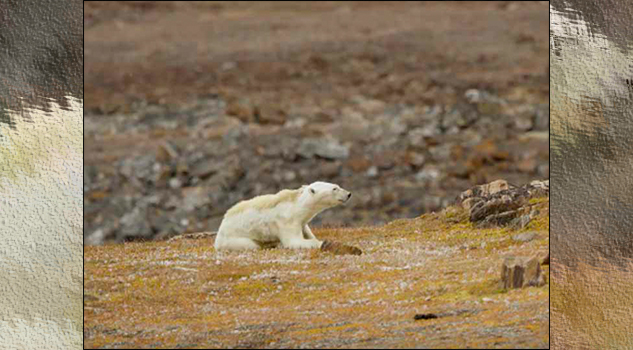 Video: Muestran a oso polar desnutrido por el calentamiento global
