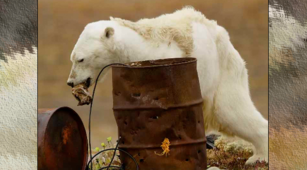 Video: Muestran a oso polar desnutrido por el calentamiento global