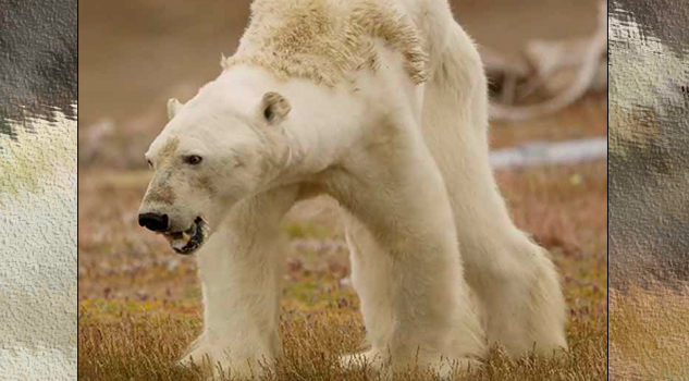 Video: Muestran a oso polar desnutrido por el calentamiento global