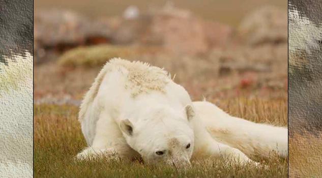 Video: Muestran a oso polar desnutrido por el calentamiento global