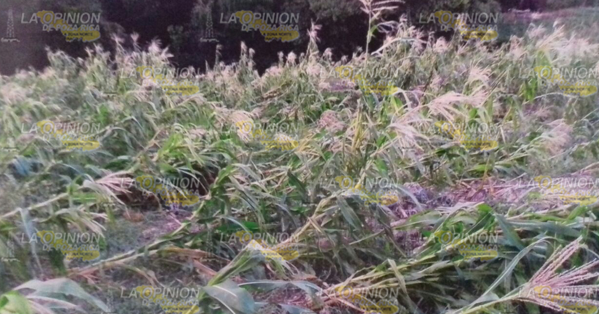 Productores afectados se beneficiarán a través del seguro catastrófico