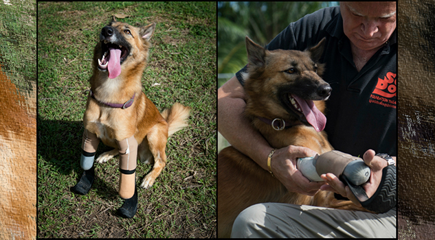 Esta es la nueva vida de Cola, el perrito que pudo volver a caminar gracias a unas prótesis