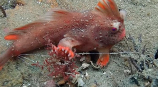 Encuentran pequeña población de peces raros en Tasmania Encuentran Población Peces Raros Tasmania