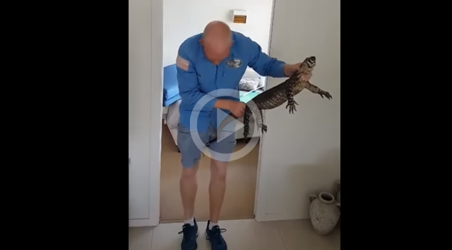Un cazador en Australia saca de debajo de una cama a un lagarto de metro y medio