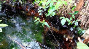 Fuga de hidrocarburo pone en riesgo pozos artesianos Fuga Hidrocarburo Riesgo Pozos Artesianos