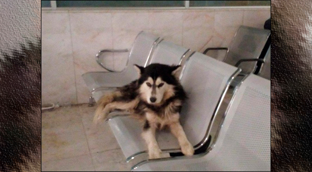 Este perro es el 'Hachiko mexicano'; espera a su amo en un hospital