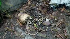 Hallan cadáver partido en dos Hallan Cadáver Partido