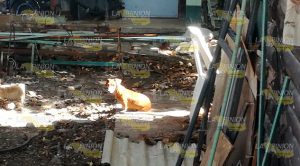 Mujer es atacada por un perro Mujer Atacada Perro