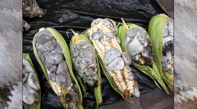 Huitlacoche, el dios negro de la cocina mexicana