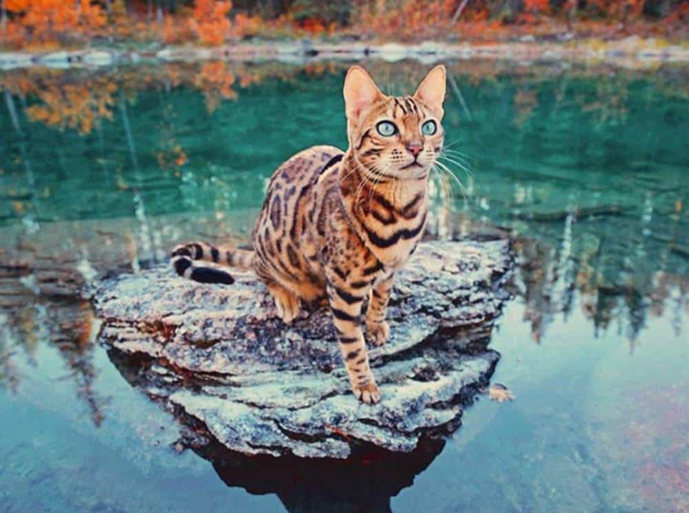 Esta es Suki, una gata viajera que lleva una vida mejor que la tuya