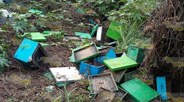 Saqueo a la apicultura: Sin abejas ni miel