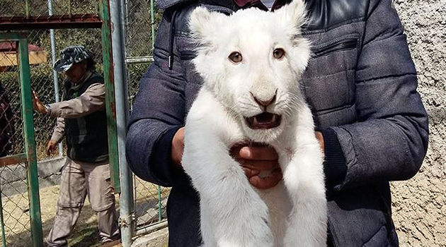 Nace el primer león blanco en zoológico de Tlaxcala