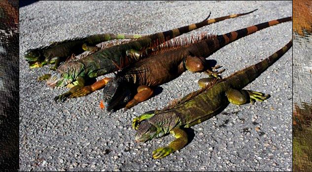 Video: Esto pasó al descongelarse las iguanas de Miami