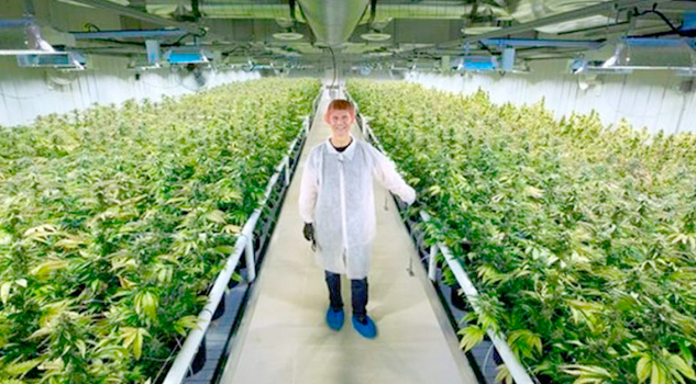 Aurora Cannabis es ya la mayor empresa de mariguana del mundo
