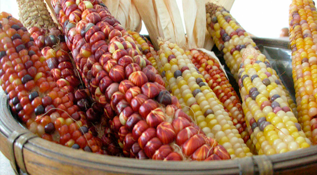 Maíz, el nutritivo alimento de los Dioses
