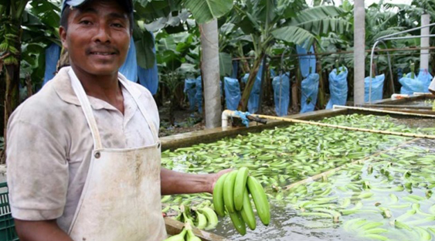 Alistan envío de plátano mexicano a China para este año