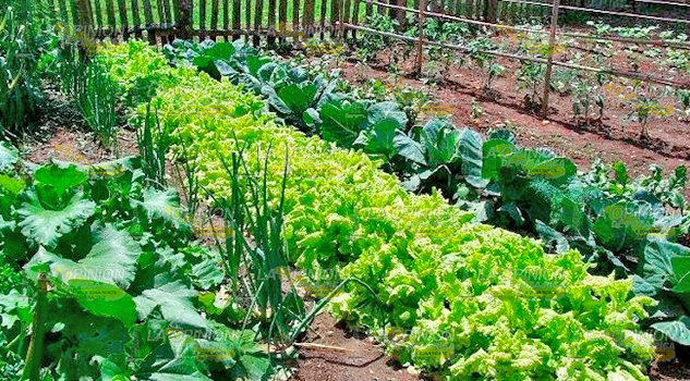 Buscan disminuir desnutrición