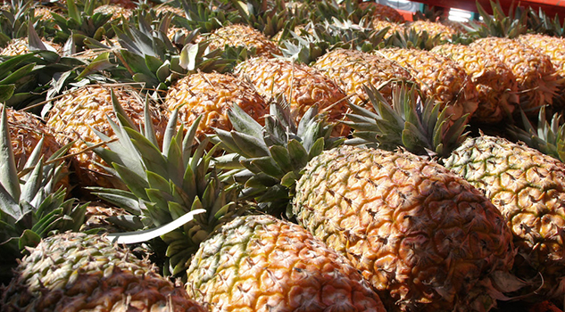 Mexicana trabaja en proyecto para crear biocombustible de segunda generación con restos de piña