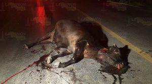 Taxis chocan contra semovientes