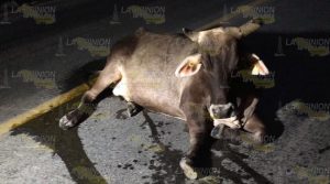 Taxis chocan contra semovientes