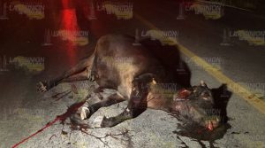 Taxis chocan contra semovientes