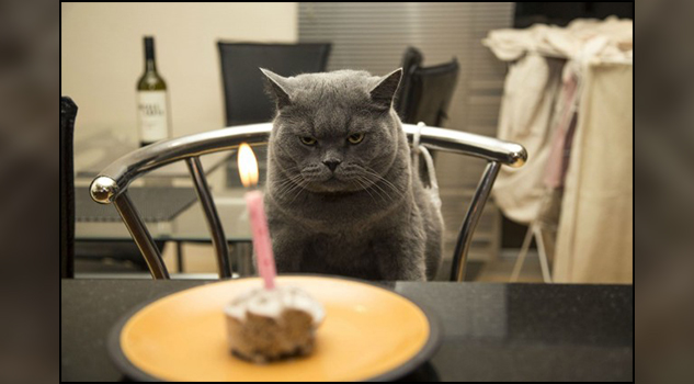 Celebran el #DiaInternacionalDelGato en redes sociales