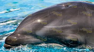 Delfines atraen turismo Delfines Atraen Turismo