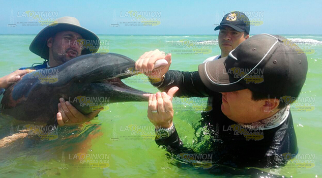 Delfines atraen turismo Delfines Atraen Turismo