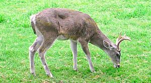 Persiste la cacería en el área protegida Persiste Cacería Área Protegida