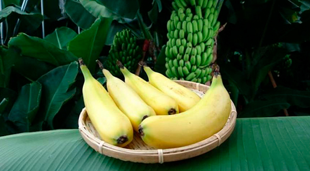 ¿Comerías plátano con todo y cáscara? Plátano Cáscara