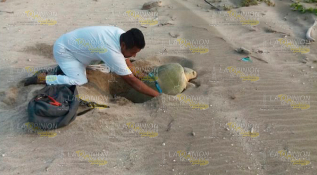 Removerían a titular de campamento tortuguero Removerán Titular Campamento Tortuguero