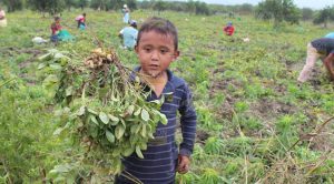 Rompen con el monocultivo Rompen Monocultivo
