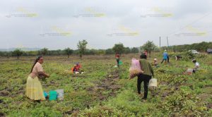 Rompen con el monocultivo Rompen Monocultivo
