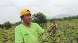 Rompen con el monocultivo Rompen Monocultivo