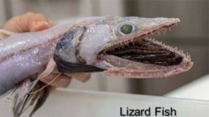 Sacan del fondo marino a los animales "más raros del mundo"