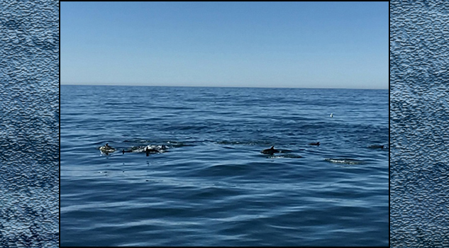 Inicia arribo de ballena azul a reservas de Bahía de Loreto, BCS