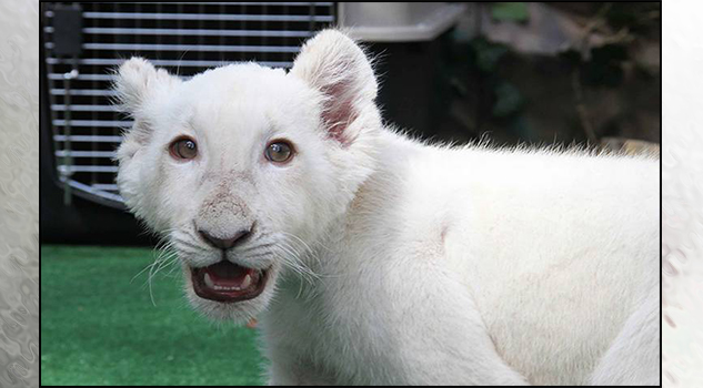 Niños "bautizan" al pequeño león blanco de Tlaxcala