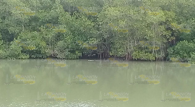 Aparece cocodrilo en Canal El Chijol