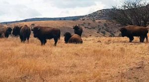 Hallaron bisontes, llamas y jabalíes en ranchos de un ex gobernador investigado por corrupción