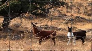 Hallaron bisontes, llamas y jabalíes en ranchos de un ex gobernador investigado por corrupción