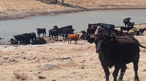 Hallaron bisontes, llamas y jabalíes en ranchos de un ex gobernador investigado por corrupción