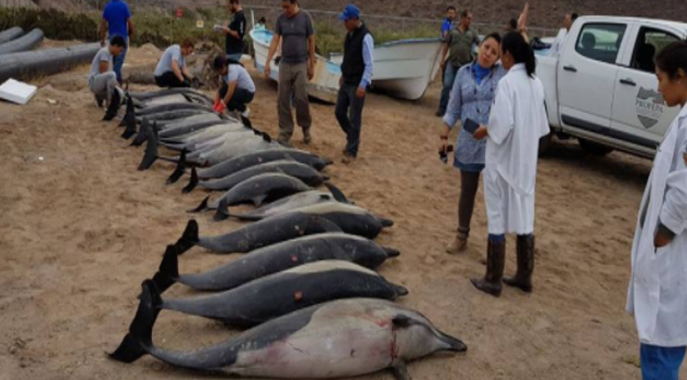Mueren 21 delfines que se quedaron varados en una playa mexicana